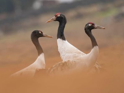 black necked cranes