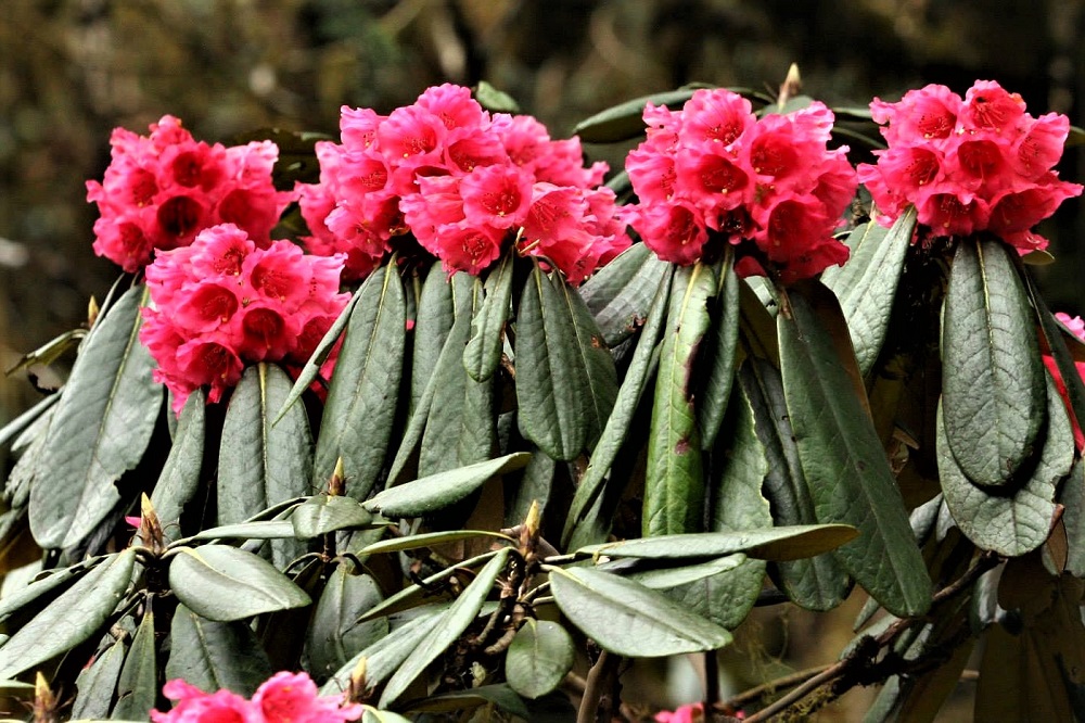 rhododendron restival bhutan